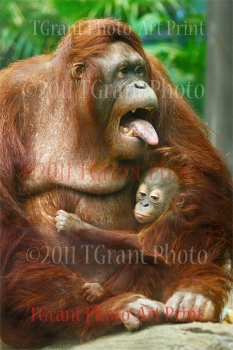 Collectible Art Print - 'Orangutan with Baby'  by photographer Thomas S. Grant